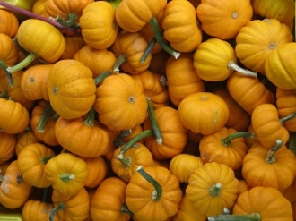 mini pumpkins